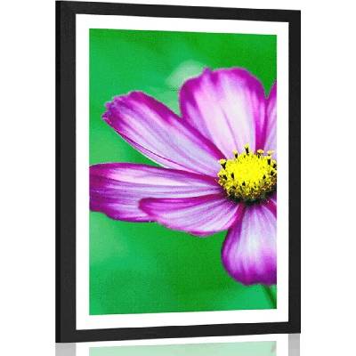 Plakát s paspartou zahradní květ krasulky - 60x90 silver