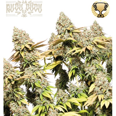 Seedstockers Superior Rucu Cucu OG Auto semienka neobsahujú THC 3 ks