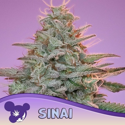 Anesia Seeds Sinai semena neobsahují THC 3 ks