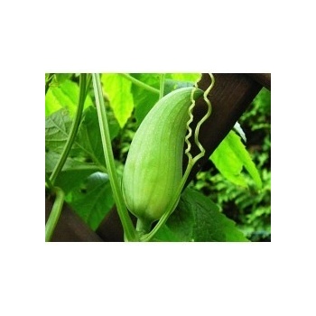 Ačokča (Cyclanthera pedata) semena ačokči - 6 ks S0187