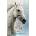 Race the Wind