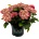 Black Diamond® Midnight Beauty® Red -Black Diamonds® - градинска хортензия