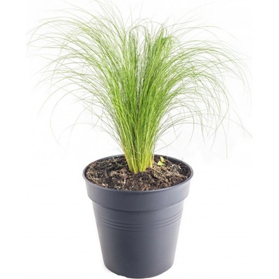 Kavyl péřovitý, Stipa tenuissima Pony Tails, velikost kontejneru 3 l