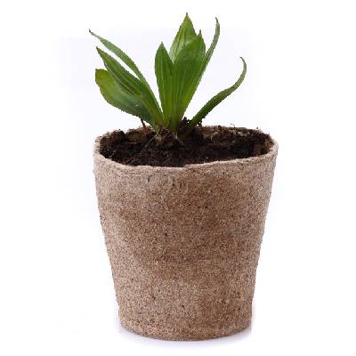 BIO Jitrocel kopinatý - Plantago lanceolata, SAZENICE