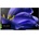 Sony Bravia KD-65AG9B