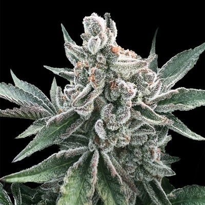 Silent Seeds Polar Gelato AUTO semena neobsahují THC 5 ks