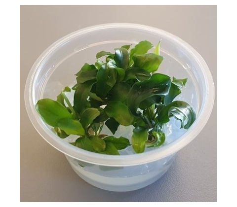 Bucephalandra Green wavy