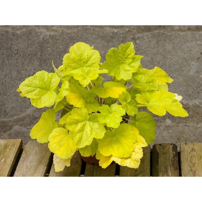 Heuchera World Caffe Romano, kont. 0,5 l