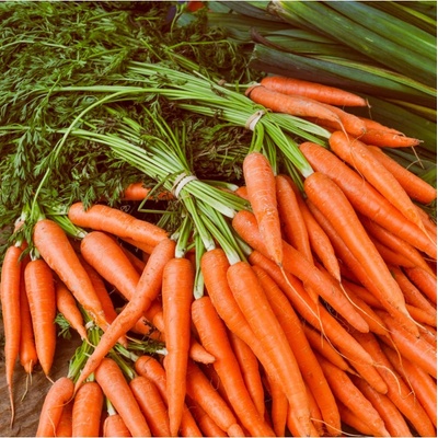 Mrkva Rothild - Daucus carota - semená - 900 ks