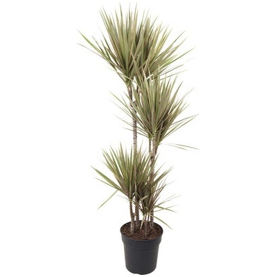 Dračinec FloraSelf Dracaena marginata 'Bicolor' výška cca 85 cm květináč Ø 17 cm