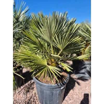 Chamaerops humilis vulcano 45l