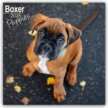 Boxer Puppies Boxer Welpen 16-Monats 2025