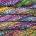malabrigo Mohair Arco Iris Плетива прежда (MOH866)