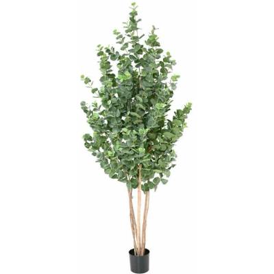 EUCALYPTUS GUNNII BUSH, 150cm