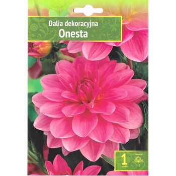 Seklos Далия (Гергина) Onesta - 1 бр луковицa
