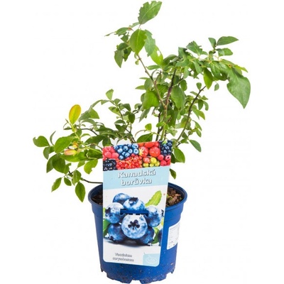 Kanadská borůvka, Vaccinium corymbosum Bluegold, velikost kontejneru 2 l