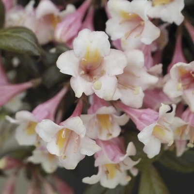 Vajgélie zakrslá FloraSelf Weigela florida 'Vintage Love' květináč 6 l