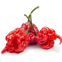 Semínka Piquant Paprička chilli CAROLINA REAPER