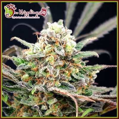 Dr. Krippling Seeds Separation Cake Auto semienka neobsahujú THC 5 ks