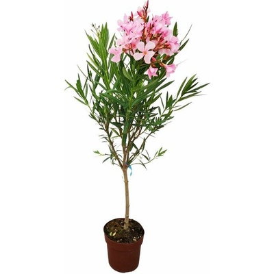 Oleander ružový na kmienku Magaly 80-100cm, kont. 5 l
