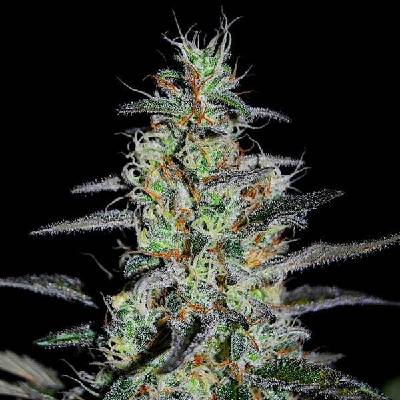 G13 Labs Seeds Blue Cindy semena neobsahují THC 5 ks