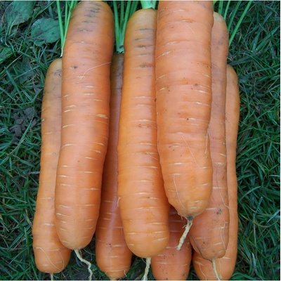 Mrkev Darina - Daucus carota - osivo mrkve - 800 ks