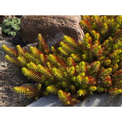 Rozchodník suchomilný Gold - Sedum rupestre, kont. 0,5 l