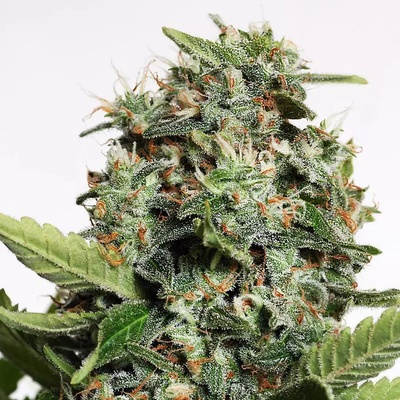 Ministry of Cannabis Autopilot XXL semienka neobsahujú THC 10 ks