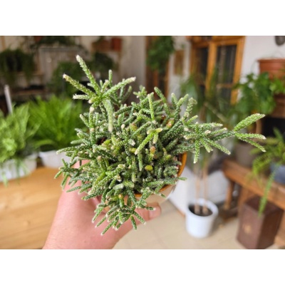 PlantBros flower Rhipsalis pilocarpa Konkrétna rastlina: Bez keramického kvetináča