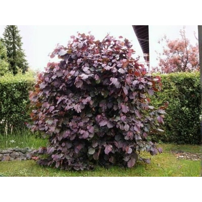 Lieska obyčajná Red Majestic, výška 60-80 cm, kvetináč 23 cm