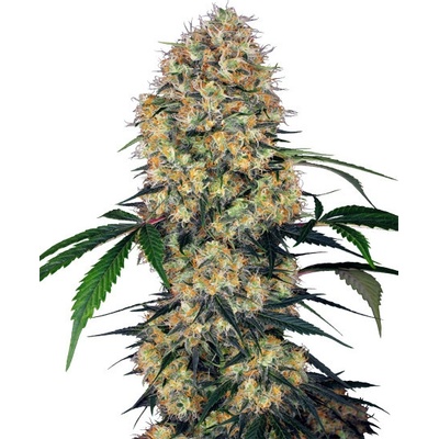 Sensi Seeds Sensi Amnesia XXL Automatic semena neobsahují THC 3 ks