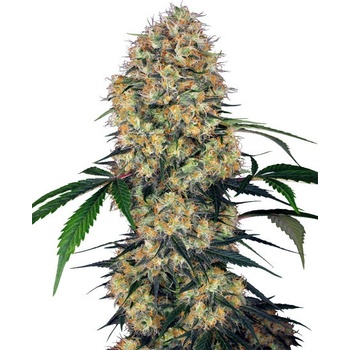 Sensi Seeds Sensi Amnesia XXL Automatic semena neobsahují THC 3 ks