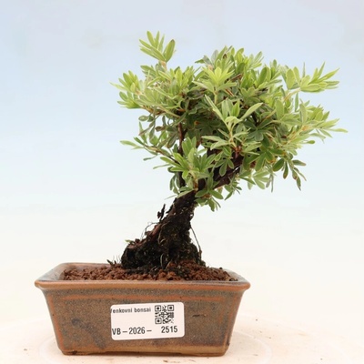 e-bonsai Venkovní bonsai-Mochna křovitá - potentila fruticosa