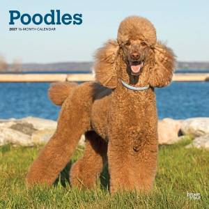 Poodles - Pudel 2027 - 16-Monatskalender (ISBN: 9798330712595)