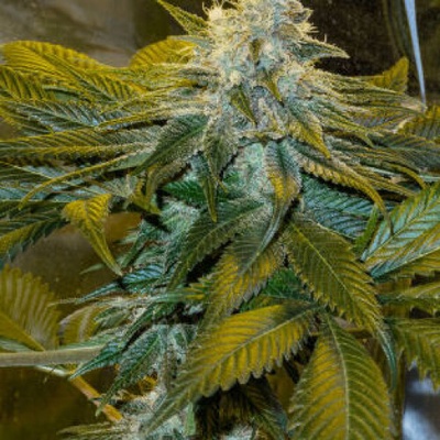 Mandala Seeds Speed Queen regular semienka neobsahujú THC 5 ks