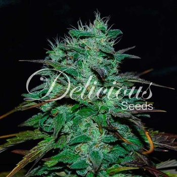Delicious Seeds Chocobang semena neobsahují THC 3 ks