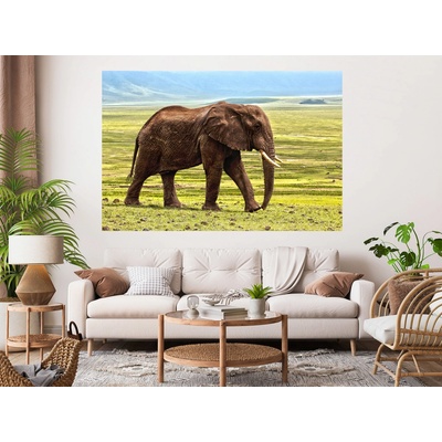 Nalepte.cz samolepka na zeď Slon na pláni, rozměry 100 x 67 cm – Sleviste.cz