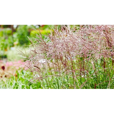 GREENBOSS FLOWER Ozdobnice 'Ferner Osten' Průměr květináče: 9 až 12 cm
