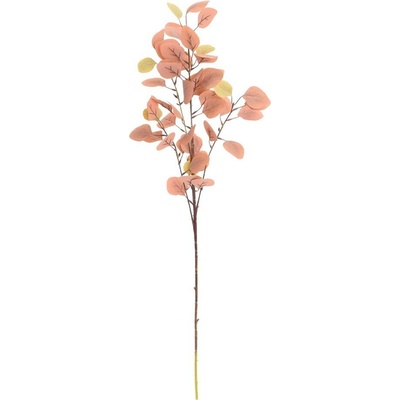 ZELEŇ EUCALYPTUS POPULUS HNEDÝ 90cm