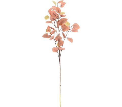 ZELEŇ EUCALYPTUS POPULUS HNEDÝ 90cm
