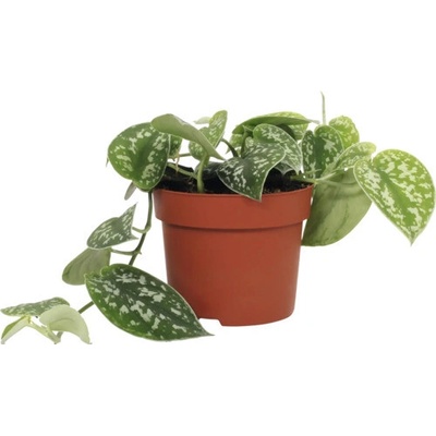 Šplhavnica, šplhavník FloraSelf Scindapsus pictus 15-20 cm kvetináč Ø 12 cm 1 ks