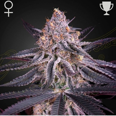 Green House Seeds King´s Juice semena neobsahují THC 10 ks