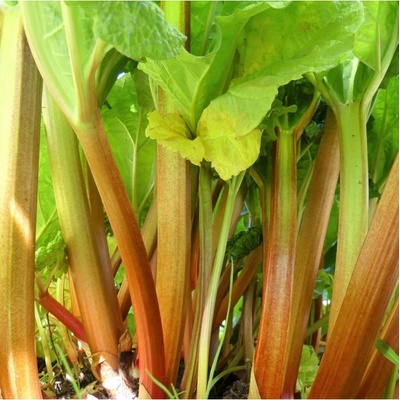 Reveň - Rebarbora - Rheum rhabarbarum - semena rebarbory - 20 ks