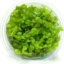 Bacopa monnieri