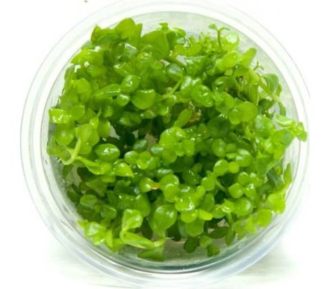 Bacopa monnieri