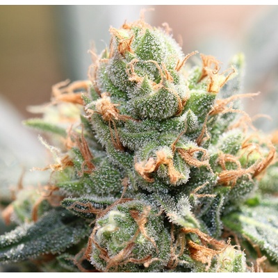 Ace Seeds HashTonic CBD semienka neobsahujú THC 5 ks