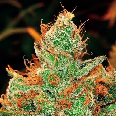 Expert Seeds Gorilla Lilly semienka neobsahujú THC 10 ks