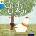 Oxford Reading Tree Traditional Tales: Level 3: Chicken Licken | Gill Munton