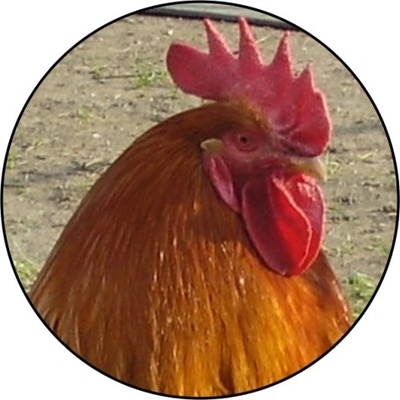 VIZINGR Kohout MINI logo L1č.176