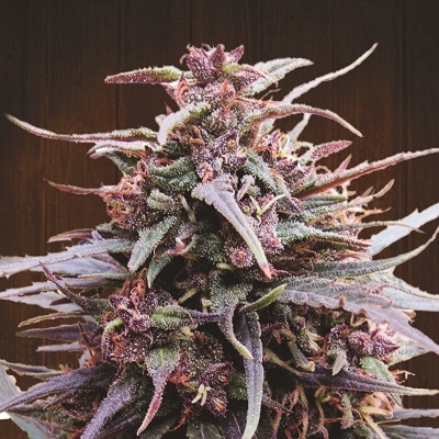 Ace Seeds Purple Haze x Malawi semienka neobsahujú THC 1 ks